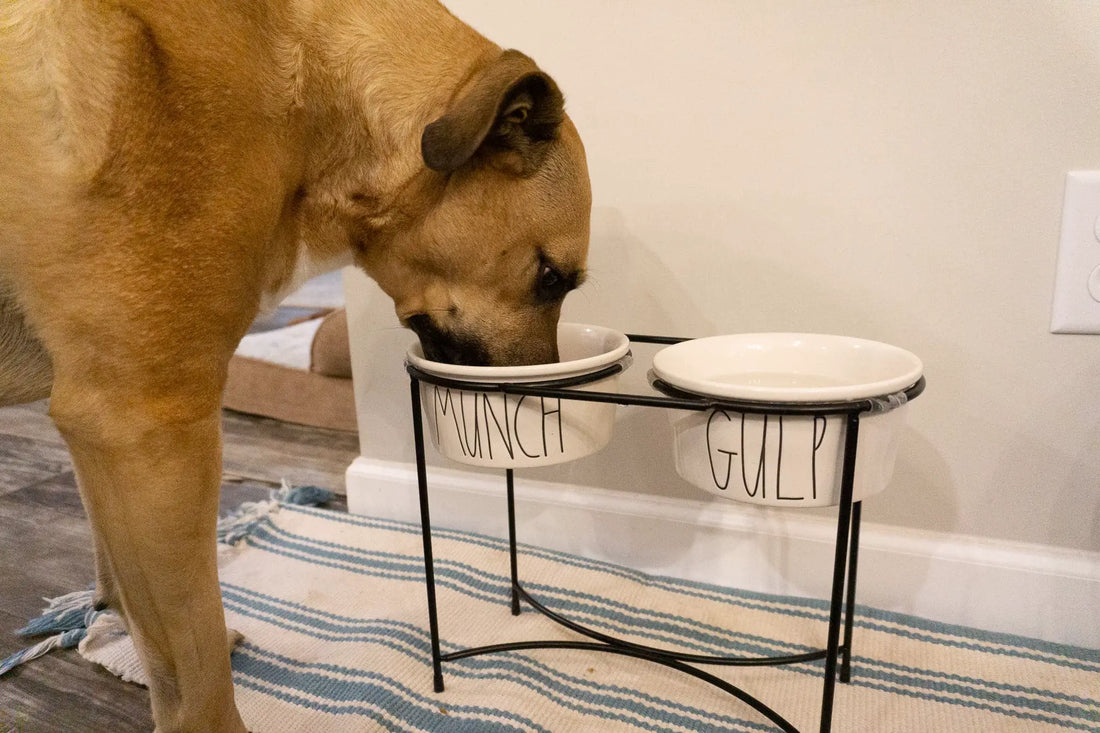 How To Keep Your Pet Healthy And Why You Should Do It