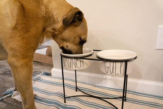 How To Keep Your Pet Healthy And Why You Should Do It