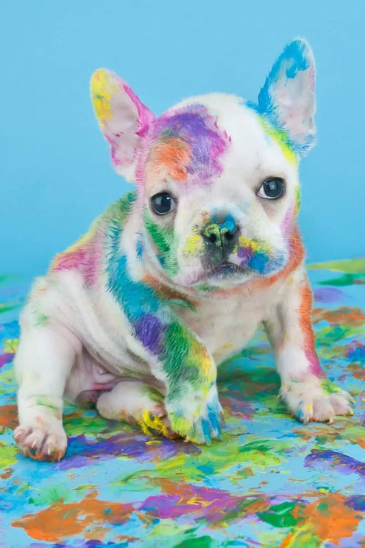 Everything You Ever Wanted To Know About Puppy Preparation
