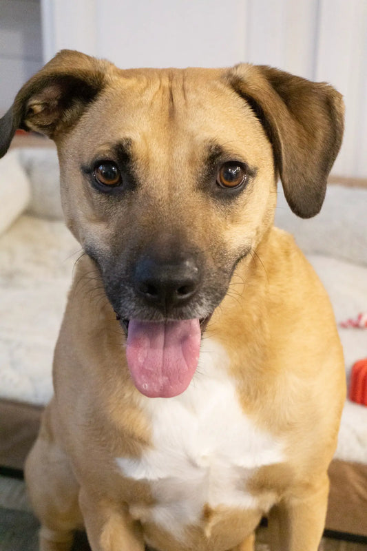 How To Have The Best Playdate With Your Dog