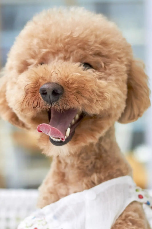 Dog Training Tools That Won’t Leave You Barking Mad