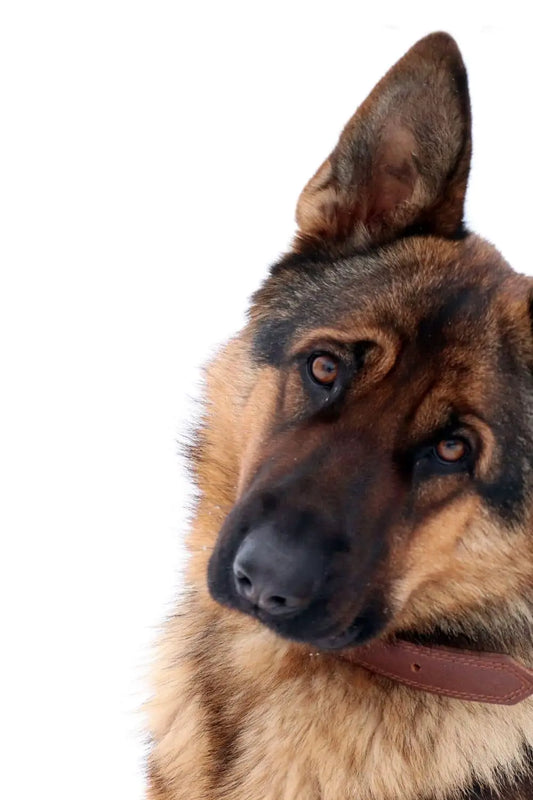 Importance Of Probiotics For Your Pet