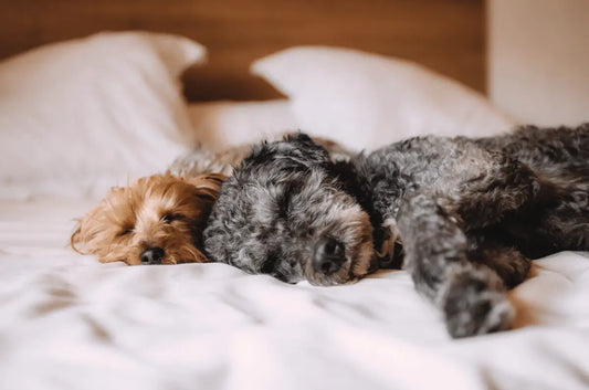 What You Need To Know Before Welcoming A Dog Into Your Home