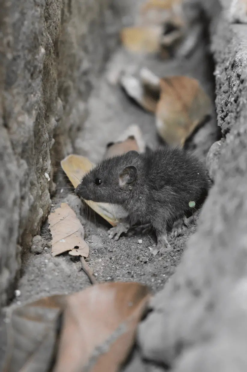 Invite Only! How To Keep Household Pests At Bay This Christmas
