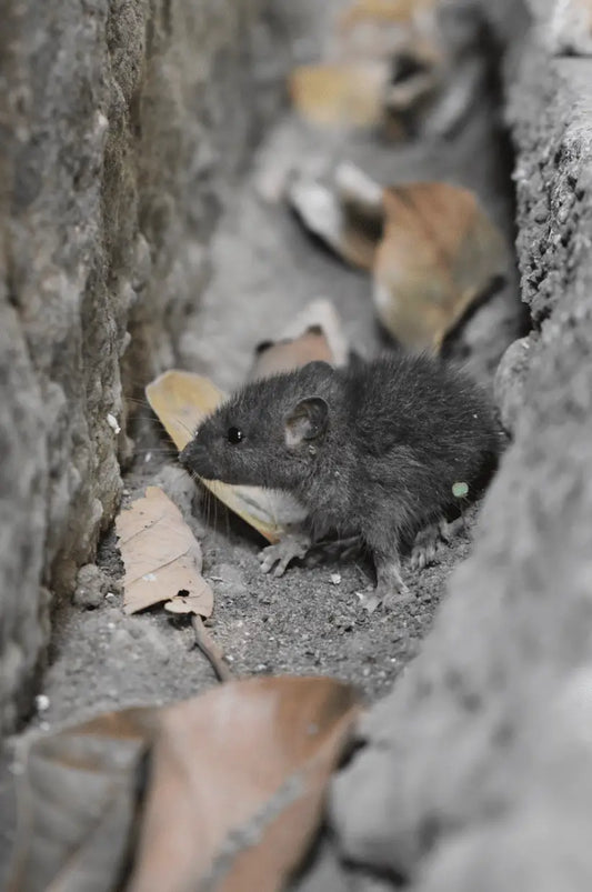 Invite Only! How To Keep Household Pests At Bay This Christmas