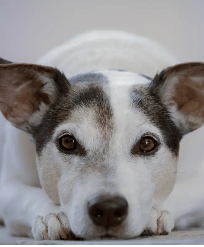 Common Dog Behavior Issues