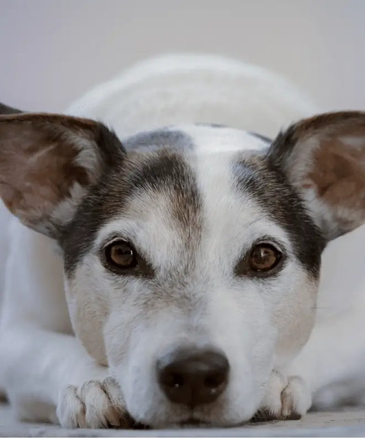 Common Dog Behavior Issues