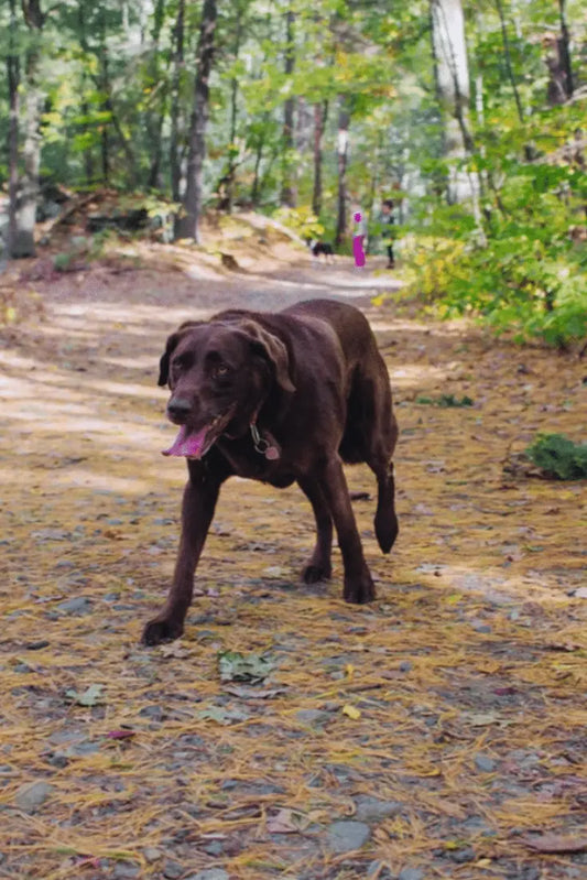 Be Prepared For These Things Before You Become A Dog Owner
