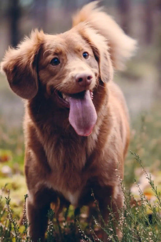 A Healthy Dog Is A Happy Dog