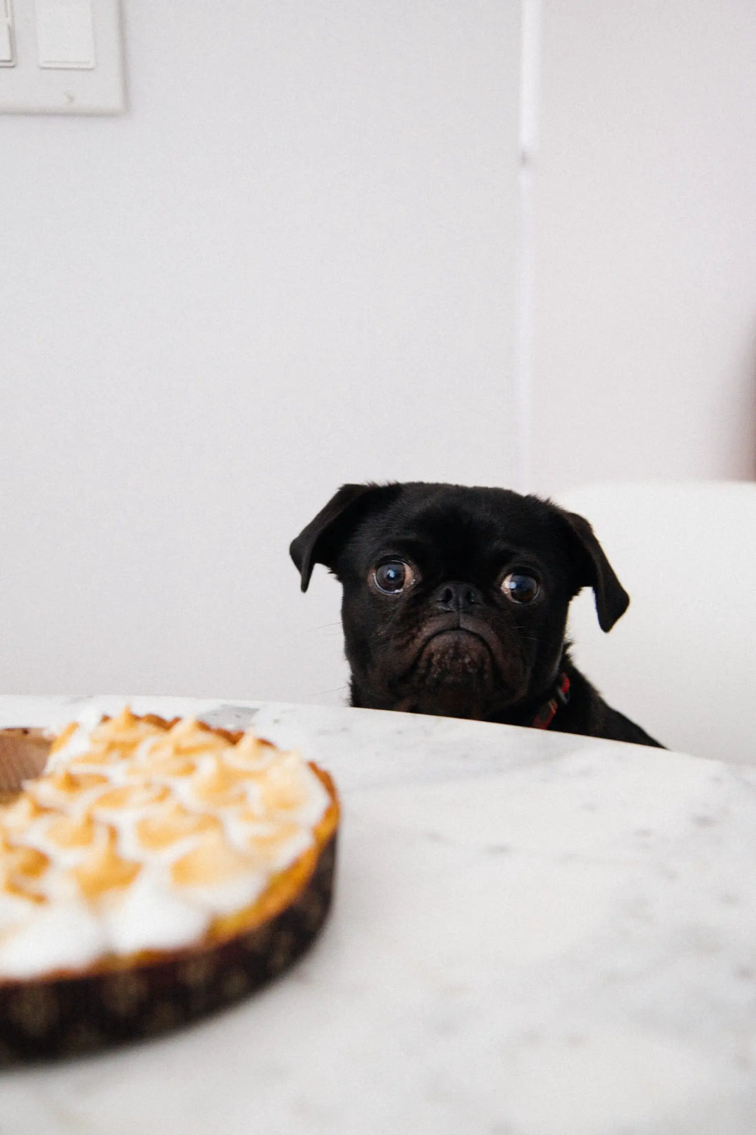 The Cost Of Being A Dog Owner