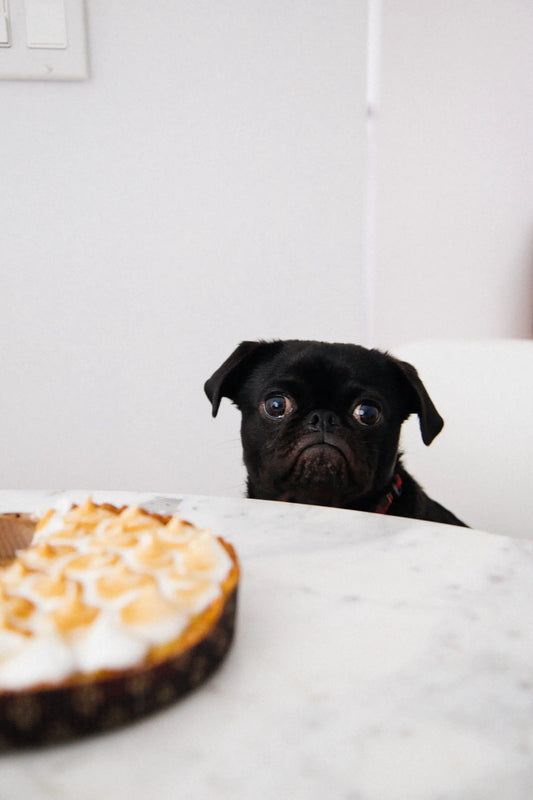 The Cost Of Being A Dog Owner