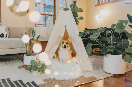 Dog Owners: 7 Reasons Why Sleep is as Important as Exercise