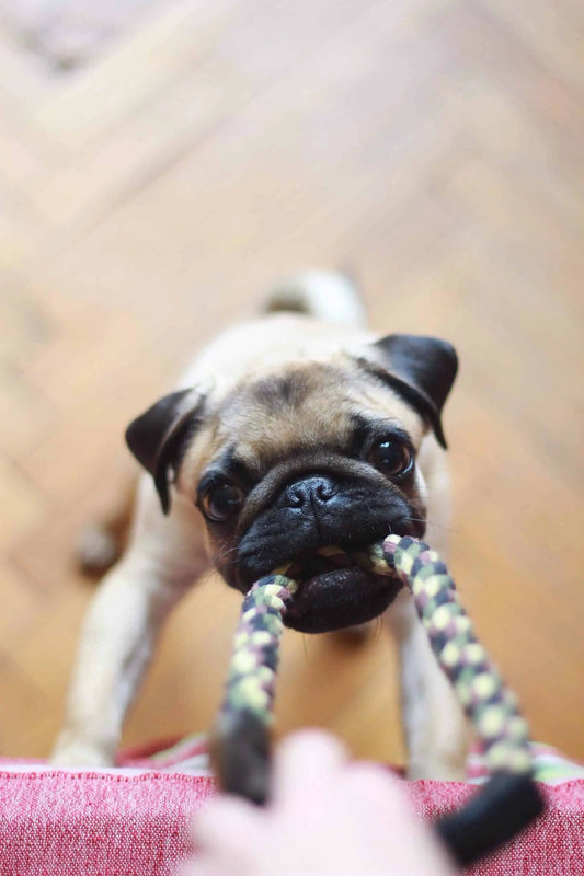Creating A Special Bond With Your Pets