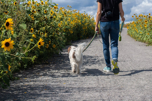 Are All Dogs Energetic Or Can Some Be Lazy?