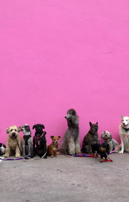 Dogs