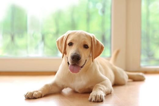 Many Things Dog Owners Should Know, and ONE You Probably Don’t