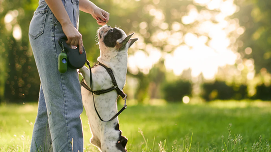 ESSENTIAL DOG TREATS & TRAINING TIPS EVERY DOG OWNER SHOULD KNOW