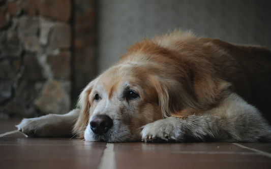 OLD DOGS AND HEALTH ISSUES: CARING FOR YOUR SENIOR CANINE COMPANION