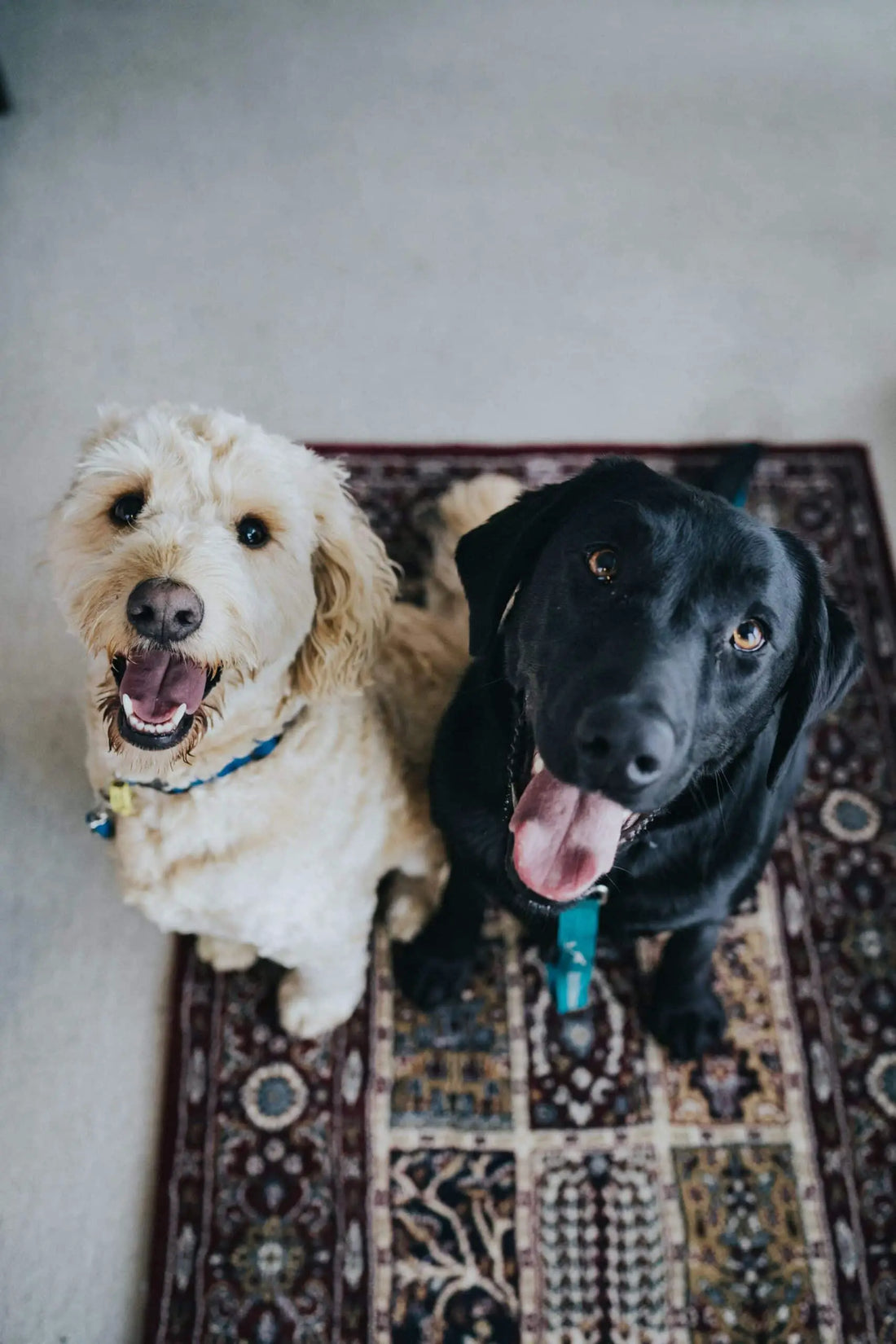 Important Things To Consider About Pet Ownership