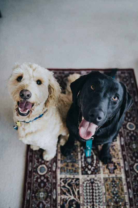 Important Things To Consider About Pet Ownership