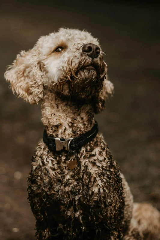 Finding The Best Products For Your Dirty Dog