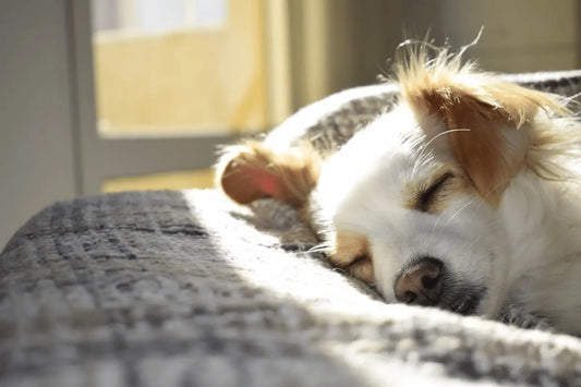 Why Should You Consider Getting A Family Dog?