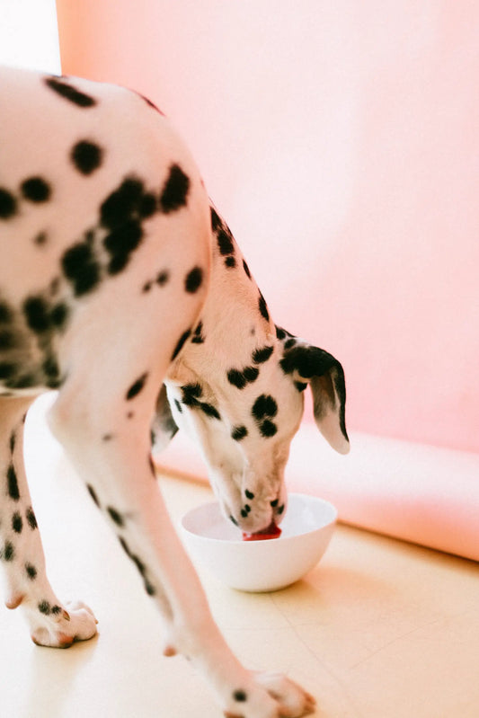 A Christmas Gift for Your Pooch: 10 Ways to Treat Your Furry Best Friend