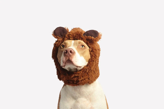Four Tips When It Comes To Owning A Dog