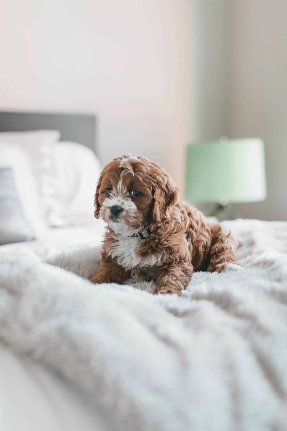 New Pet owners Guide: How to Take Care of Pets