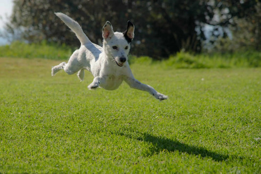 How To Keep Your Dog Healthy Throughout Their Years