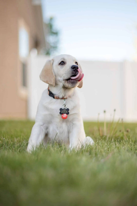 How To Introduce A Puppy To Older Dogs