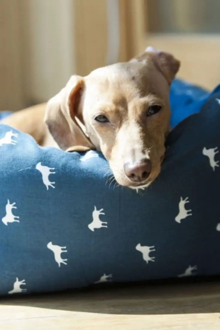 How To Protect Your Dog From Joint Pains