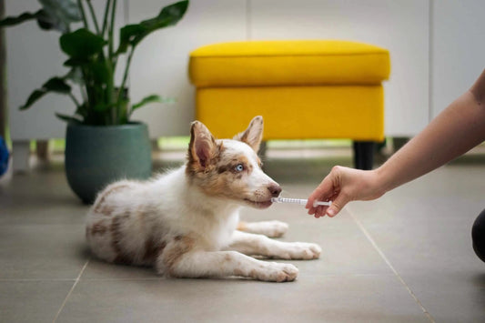 Revealed: The Top 7 Ways To Care For Your Senior Dog