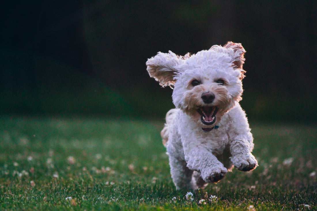 A dog happily running through a field