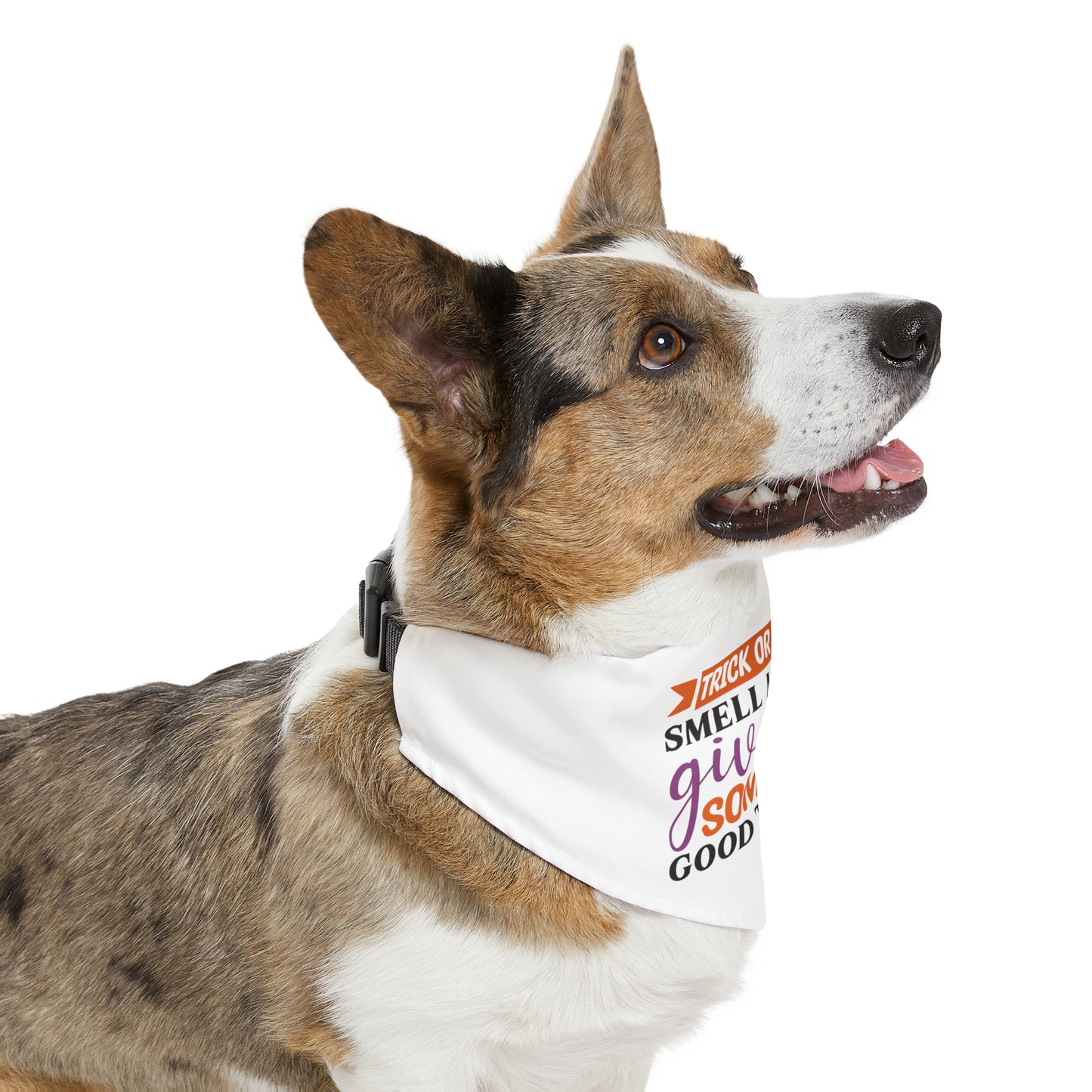 Trick or Treat Smell My Paw Give Me Something Good to Gnaw Halloween Dog Pet Bandana Collar