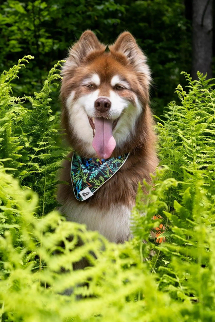 Magical Fern Forest Dog Bandana & Matching Keychain